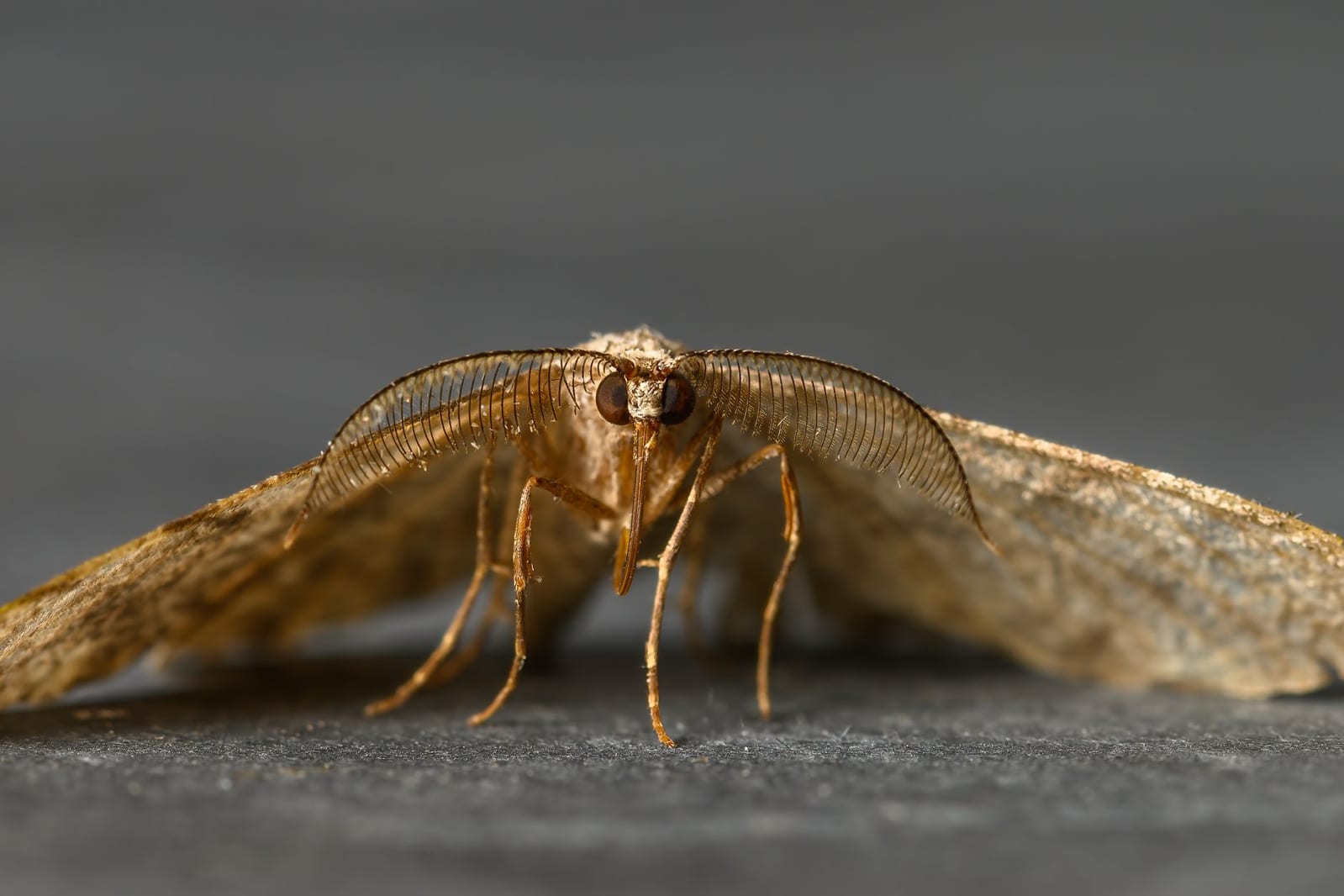 Pantry & Clothing Moth Control