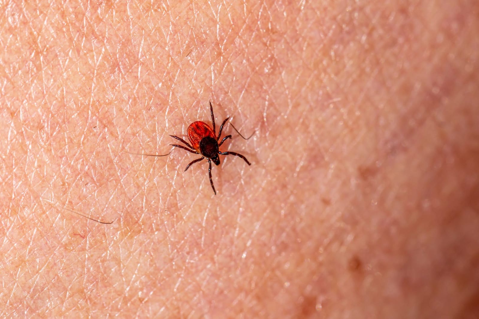 Mosquito & Tick Control