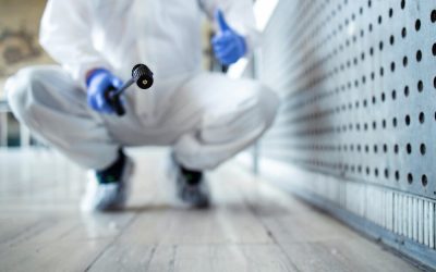 Effective Ants Control in Queens NYC: Tips, Natural Remedies & Professional Pest Control Services