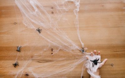Effective Spider Control Tips for Queens NYC Homes | Expert Advice