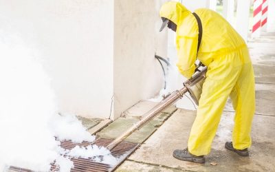 Cockroach Control Services in Queens NYC: Tips to Find the Best Professional